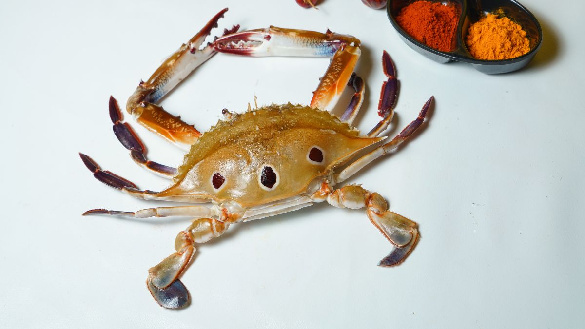Three Spot Crab ( Cleaned )
