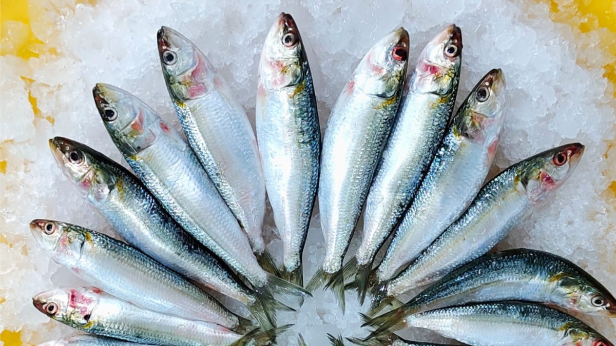 https://www.freshma.in/sea-fish/sardine-mathi