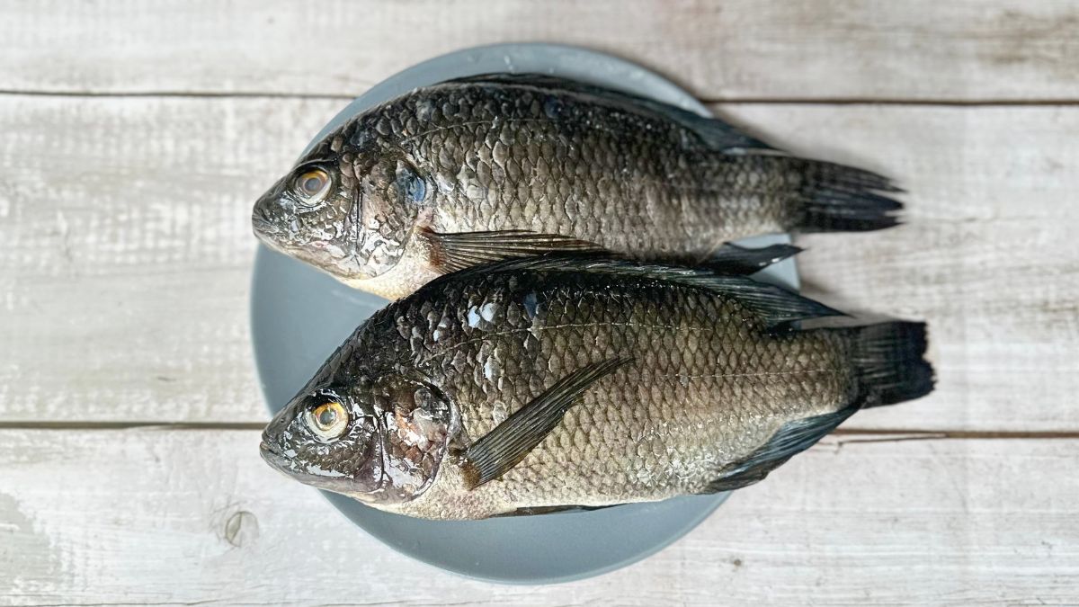 https://www.freshma.in/sea-fish/tilapia